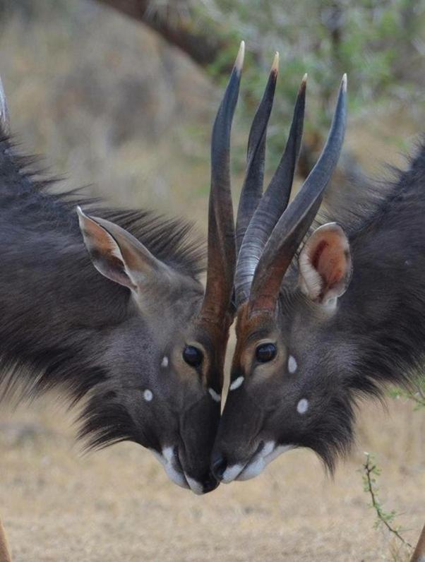 Weltevreden Game Lodge Bloemfontein Eksteriør bilde