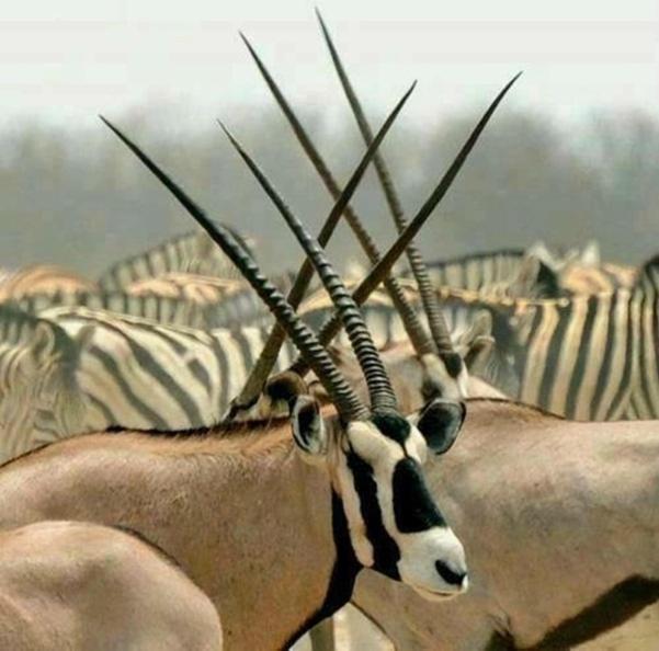 Weltevreden Game Lodge Bloemfontein Eksteriør bilde