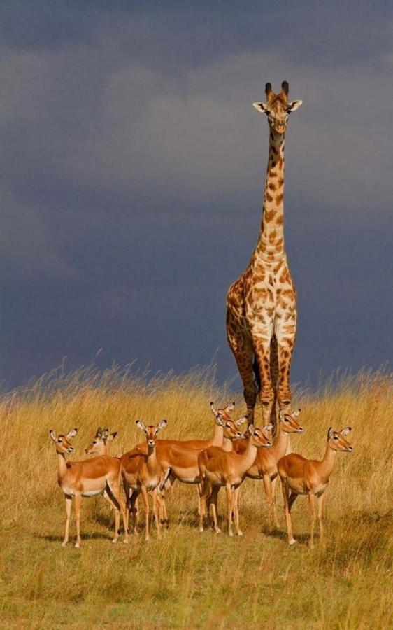Weltevreden Game Lodge Bloemfontein Eksteriør bilde