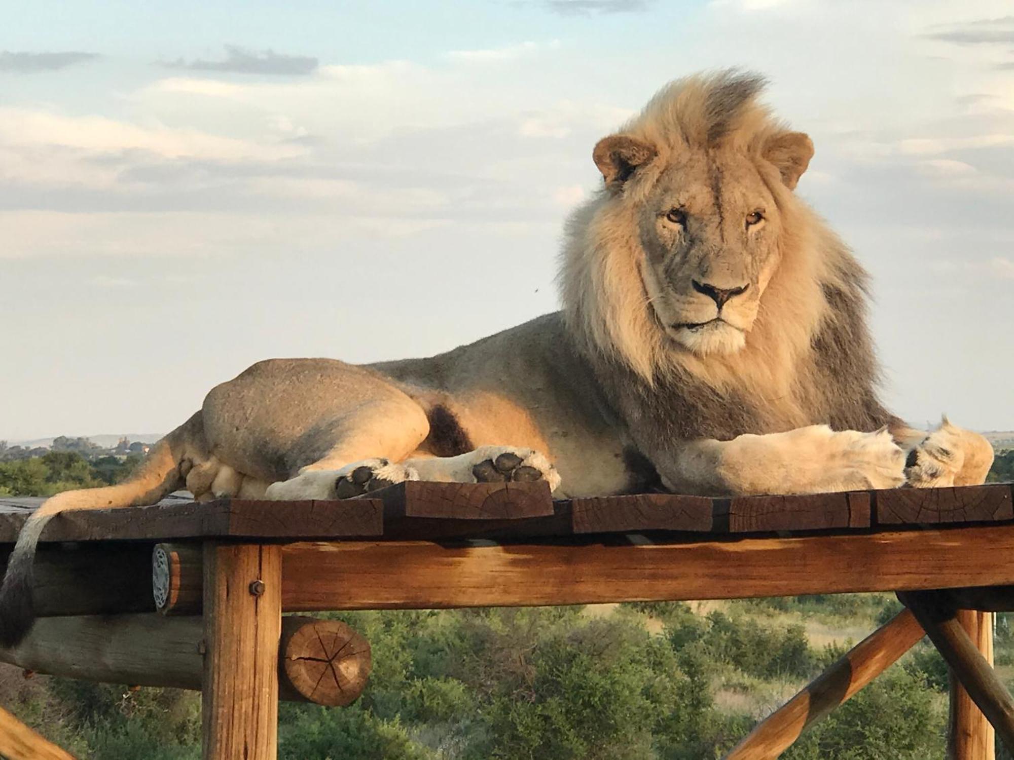 Weltevreden Game Lodge Bloemfontein Eksteriør bilde