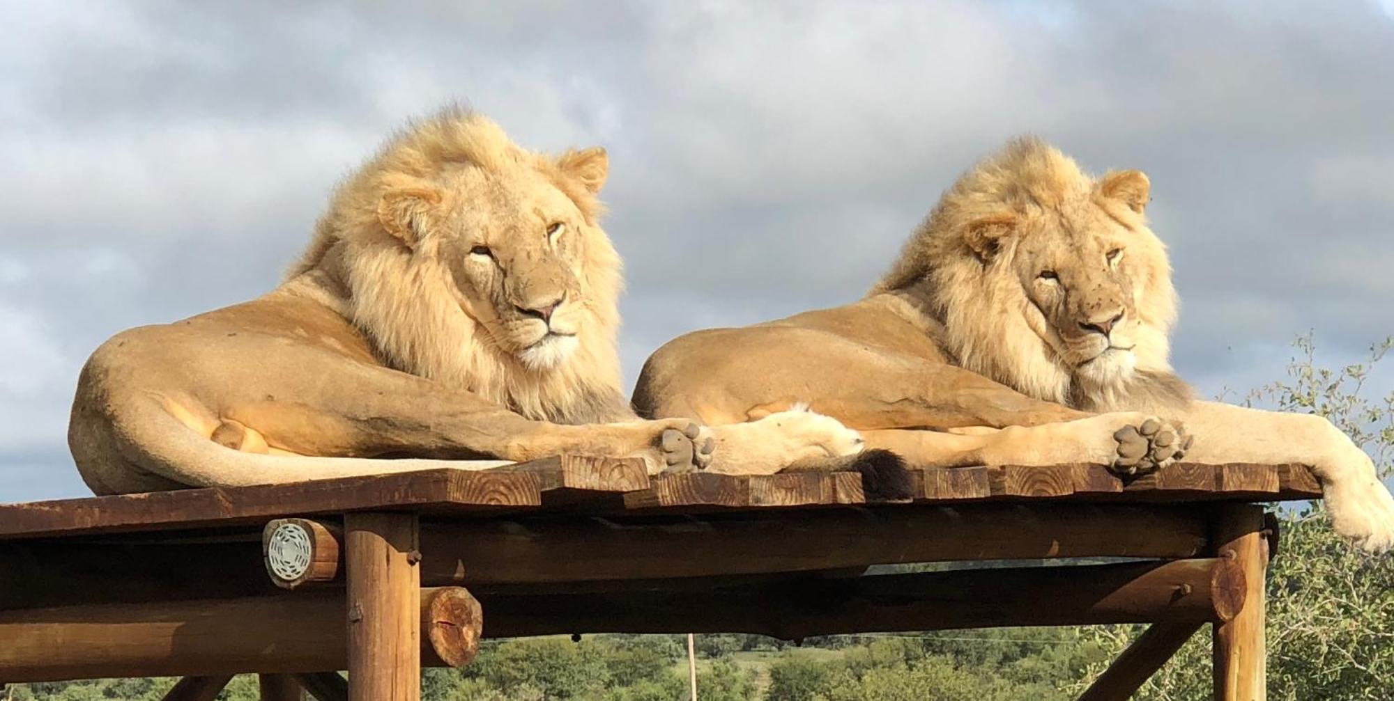 Weltevreden Game Lodge Bloemfontein Eksteriør bilde